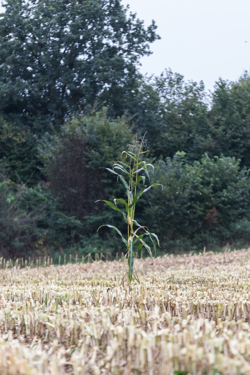 Bild 228 - Maisernte